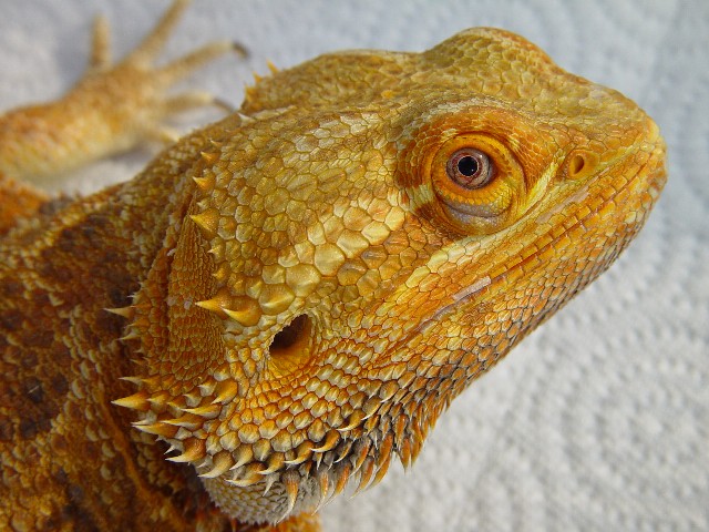 Rex cont3