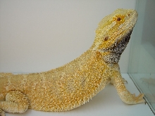 Jazz cont2