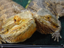 Rex n' Sheila