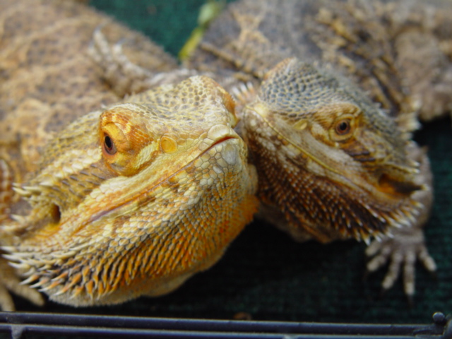Rex n' Sheila
