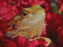 Jazz's head