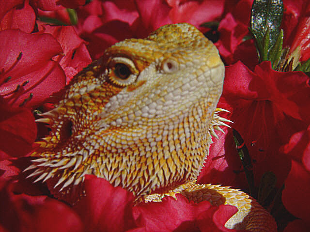 Jazz's head