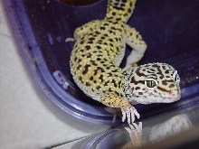 Sam