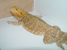 Sheila