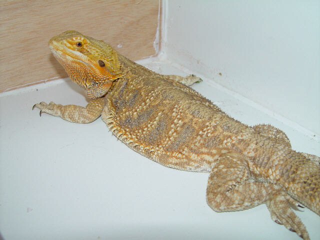 Sheila