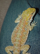 Bowser