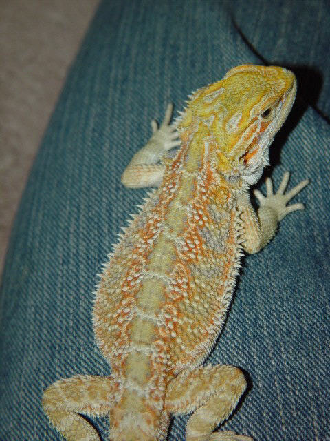 Bowser