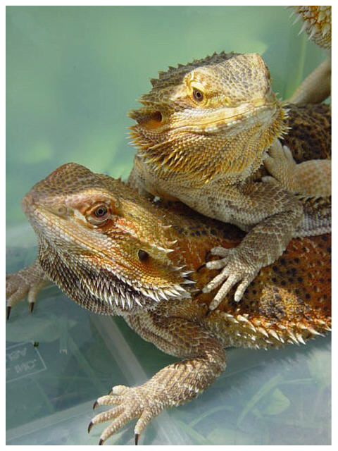 Pyro and Sheila