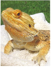 Rex 2