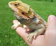 Bowser 4