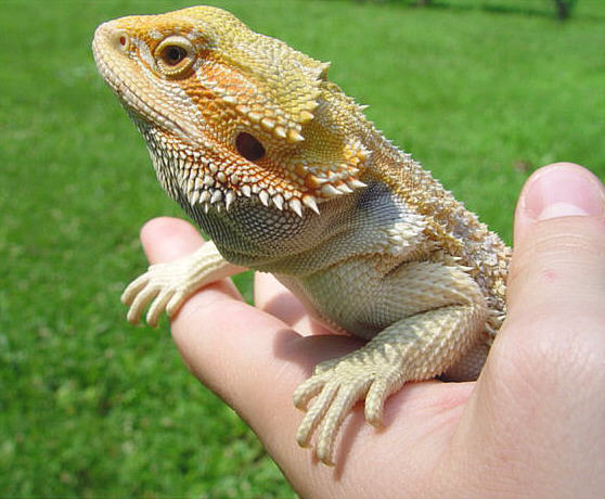 Bowser 4