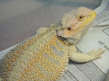 Bowser 3