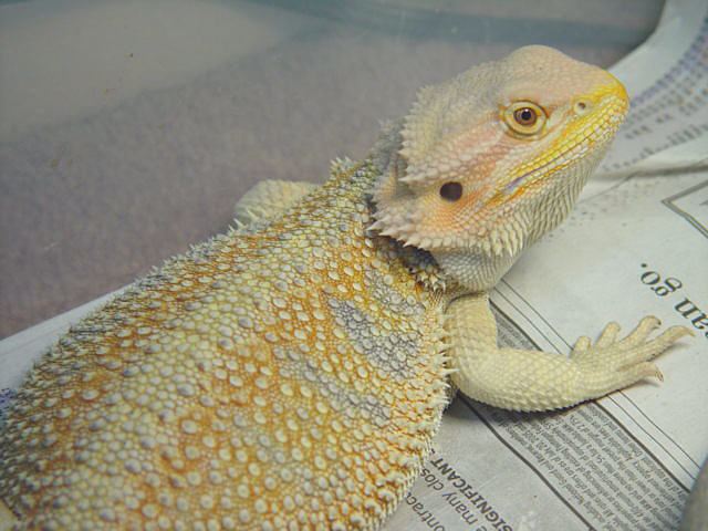 Bowser 3