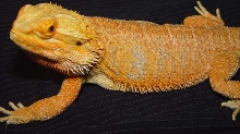Rex cont2