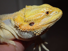 Bowser cont1