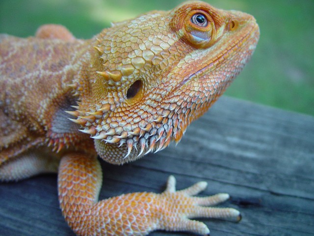 Rex cont