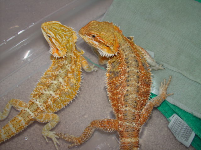 Pyro & Jazz