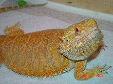 Rex, Red Sandfire X flaming tiger yellow