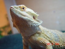 Rex