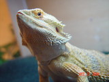 Rex