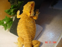 Rex's colors