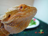Rex