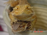 Rex(camera hog)