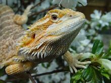 Jazz (outside and in shed)
