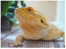 Rex's beard