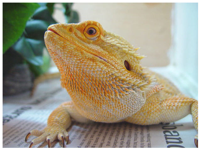 Rex's beard