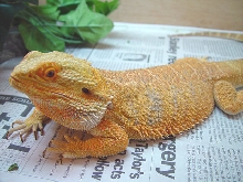 Rex full body