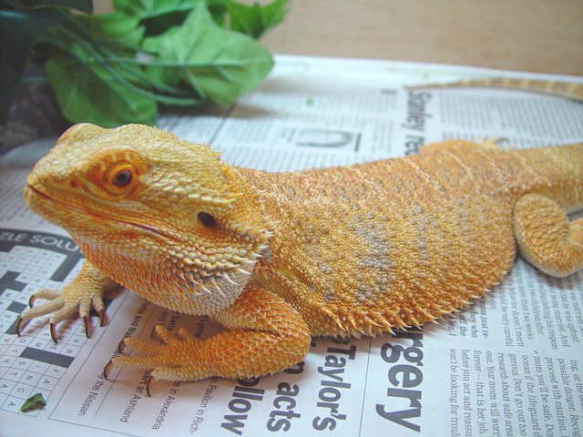Rex full body