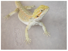 Bowser 2