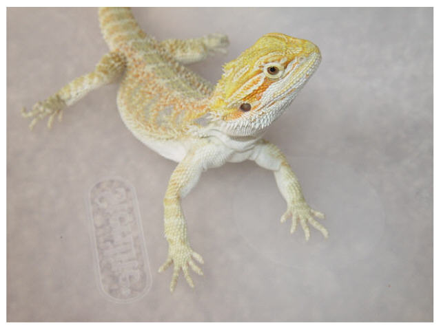 Bowser 2