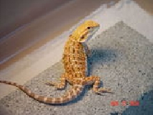 my Orange GG