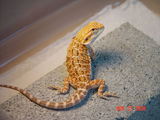 my Orange GG