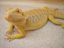 Bindi