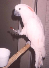 My bird munchin' on a Tootsie pop.