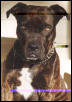 Bronson
