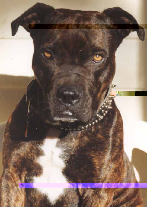 Bronson