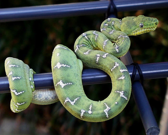 Yearling