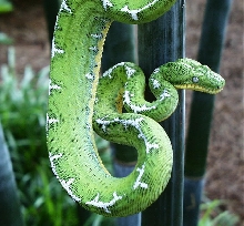 Female