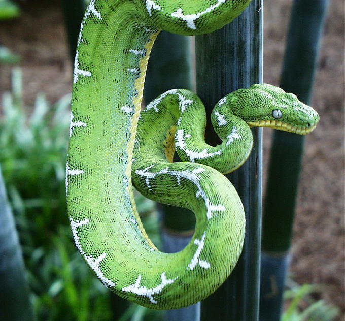 Female