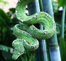 Male