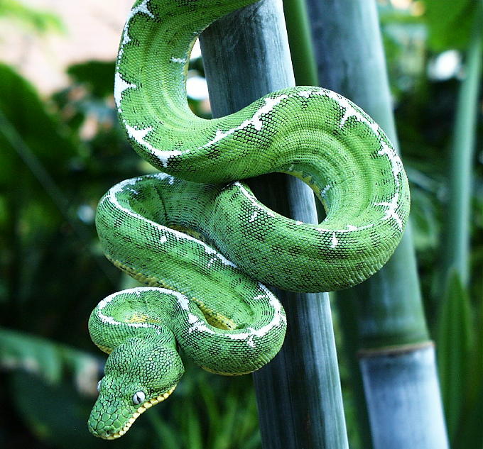 Male