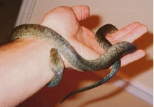 leviathan3