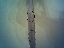 dry scales