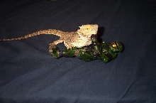 bearded takes out master chief