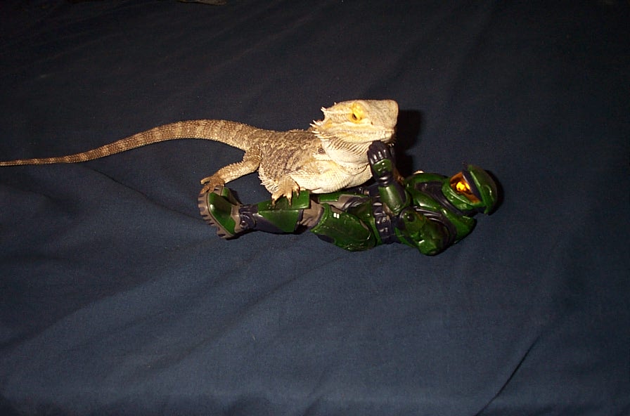 bearded takes out master chief