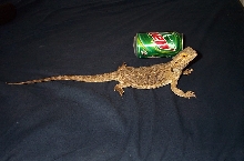 for size comparison